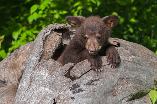 Black Bear Cub (Ursus americanus) Splayed Ears in Log