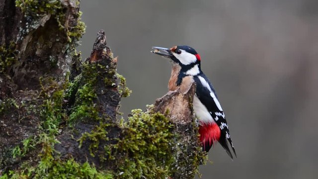 Great spotted woodpecker perched on a log.