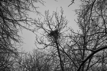 Bird nest on the tree. Dark branches of the forest trees against the grey twilight sky
