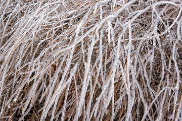 Ice Covered Branches