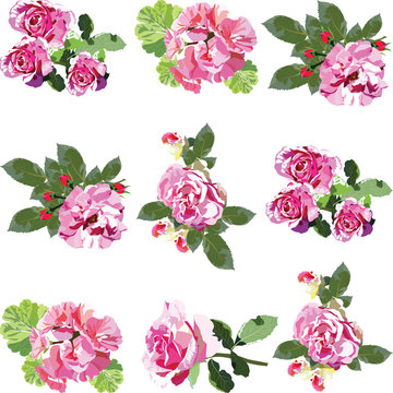 Pink Rose flowers set pattern Vector illustration