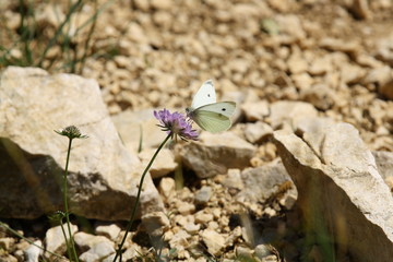 Schmetterling auf Blüte