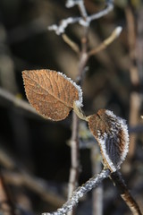 Blätter, Frost, Winter