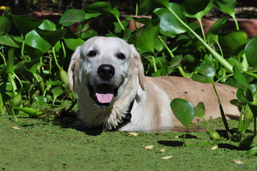 Junger Labrador im Teich