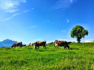 Naklejka na ściany i meble Cows eating grass in a field in Fussen Germany