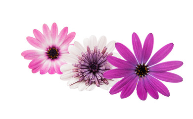Fototapeta premium Osteosperumum Flower Daisy Isolated