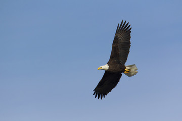 Adult bald eagle soars overhead