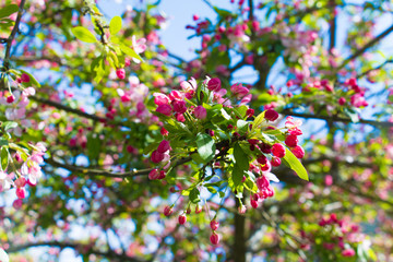 Before the flower blossoms