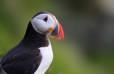 Puffin in Norway