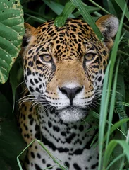 Stickers pour porte Kaki Jaguar en forêt amazonienne