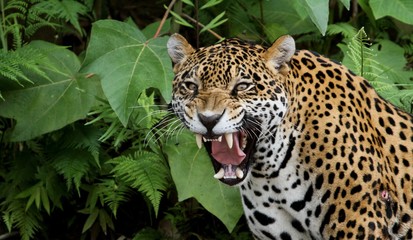 Jaguar in Amazon Forest - obrazy, fototapety, plakaty