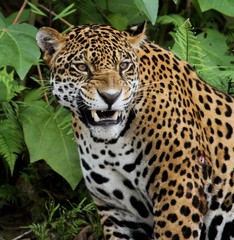 Jaguar in Amazon Forest