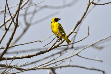 Male African weaverbird ( Ploceus cucullatus bohndorffi ) on branch with grey background, Mauritius