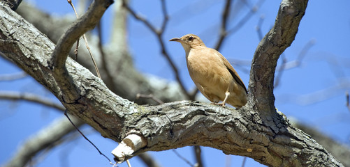 Rufous ovenbird on the tree