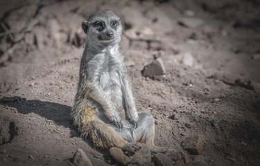 Sitzendes Erdmännchen