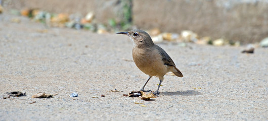 Rufous ovenbird looking for food on the floor