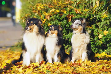 Obraz premium Collie and Sheltie dogs sitting side by side around fallen maple leaves in autumn