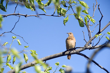 Rufous ovenbird on the tree