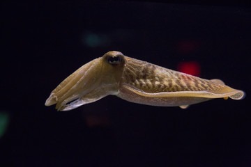 cuttlefish squid in tank
