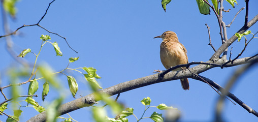 Rufous ovenbird on the tree