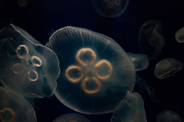 moon  jellyfish in aquarium