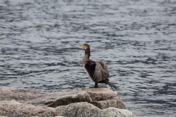 makiskorpio gabbiano