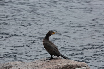 makiskorpio gabbiano