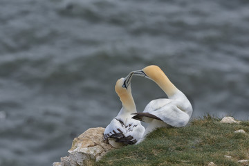 Gannets pairing