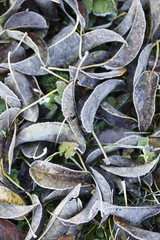 Herbstlaub mit Raureif