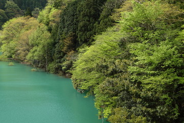 新緑の湖