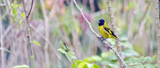 Hooded siskin male perched on bush branch