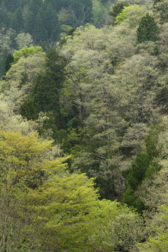 早春の山