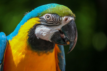 Macaw Head Closeup