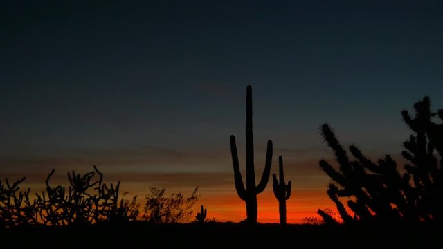 Beautiful cactus silhouettes against red sunset sky in Arizona desert