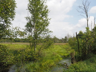 Dosenmoor