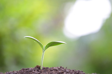 Growing tree