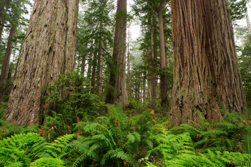 Redwoods in Fog