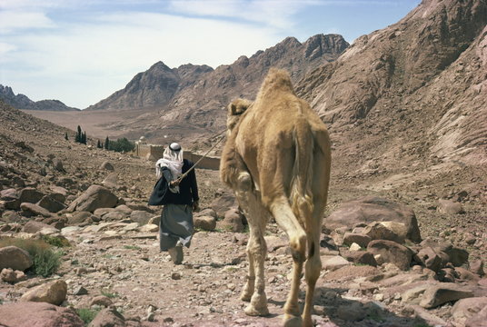 Man leading camel, near St. Catherine's Monastery, Sinai, Egypt