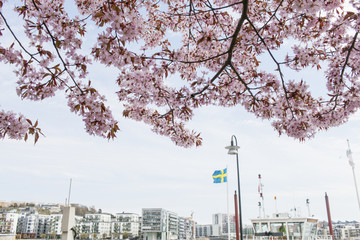 Sweden, Sodermanland, Stockholm, Sodermalm, Residential buildings with fruit tree in bloom