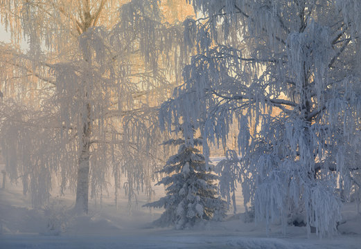 Sweden, View of snow covered trees