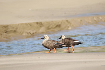 海岸にいるカルガモ