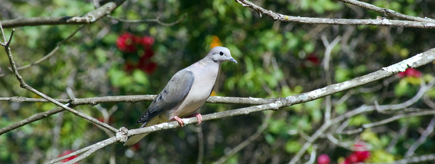 Eared dove perched on tree branch