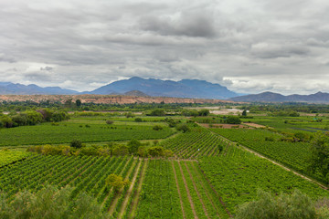 Fototapeta na wymiar Panorama of vineyards in the mountains
