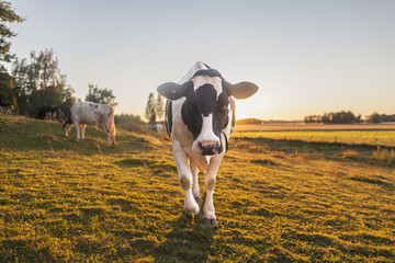 Sweden, Uppland, Grillby, Lindsunda, Cows (Bos taurus) grazing in field at sunset