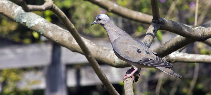 Eared dove perched on tree branch