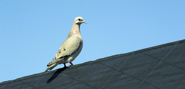 Eared dove perched on roof