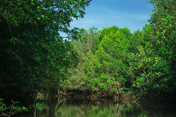 Fototapeta na wymiar landscape of mangrove forest 