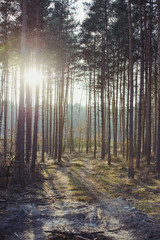 Fototapeta premium wood in dark green tone.