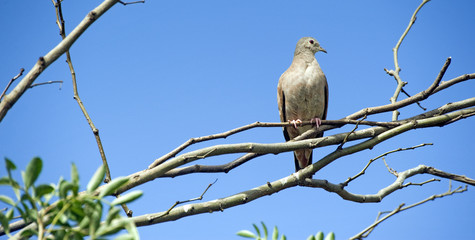 Eared dove perched on tree branch