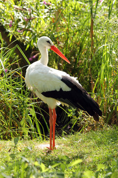 White stork (Ciconia ciconia), a large bird in the stork family Ciconiidae, in captivity